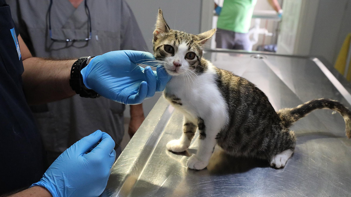 1 milyon 429 bin ev hayvanı kayıt altına alındı