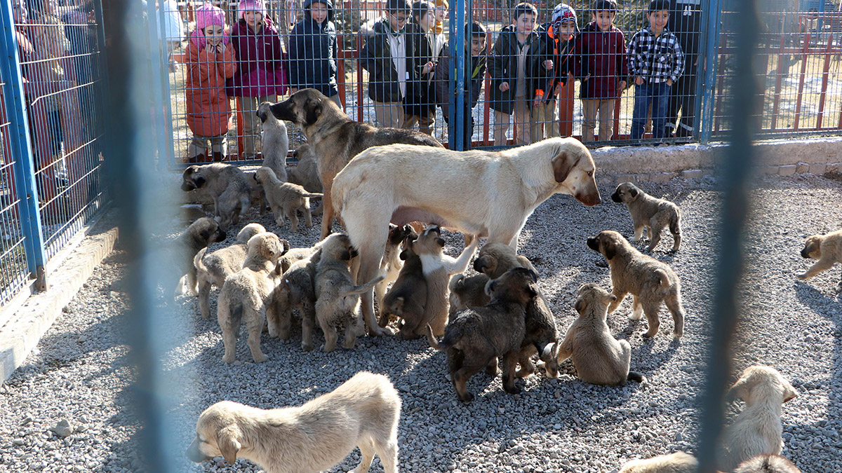 3 sokak köpeğinden 52 yavruya süt anneliği