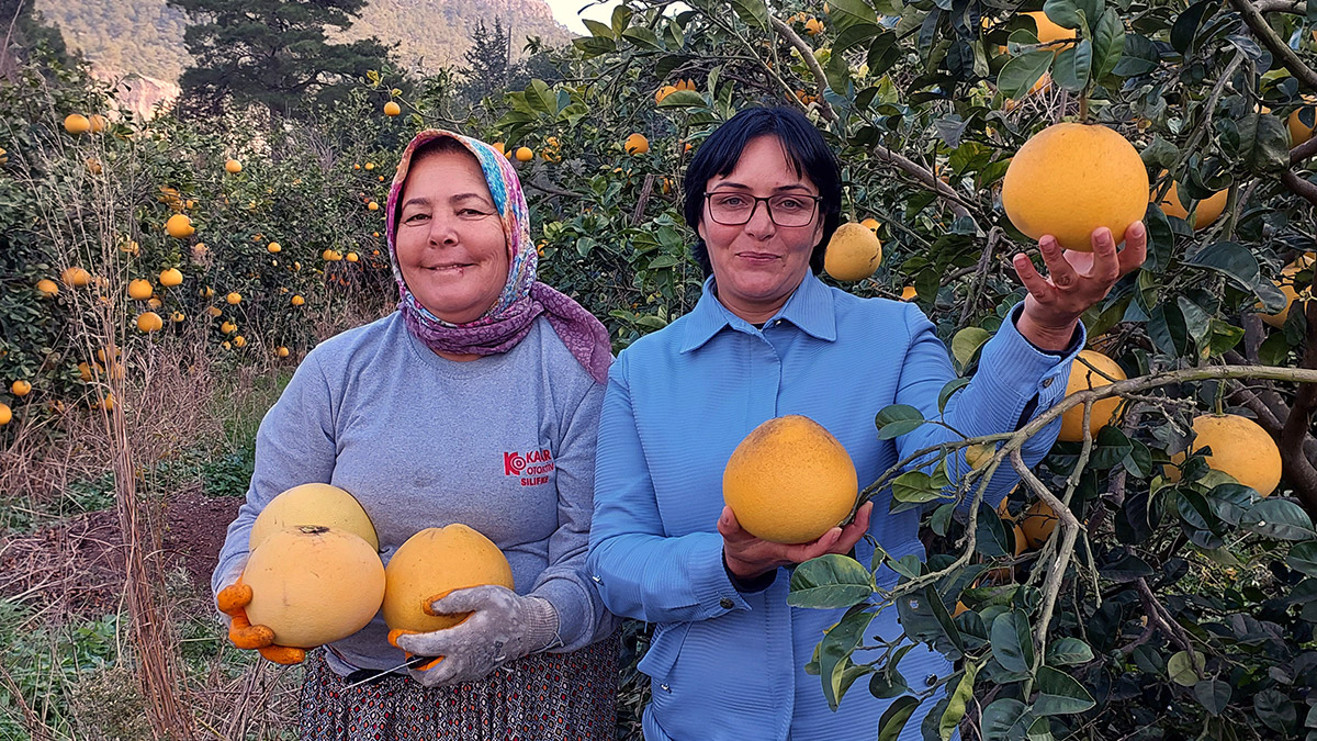 Ağaç kavunu, üreticinin alternatifi oldu