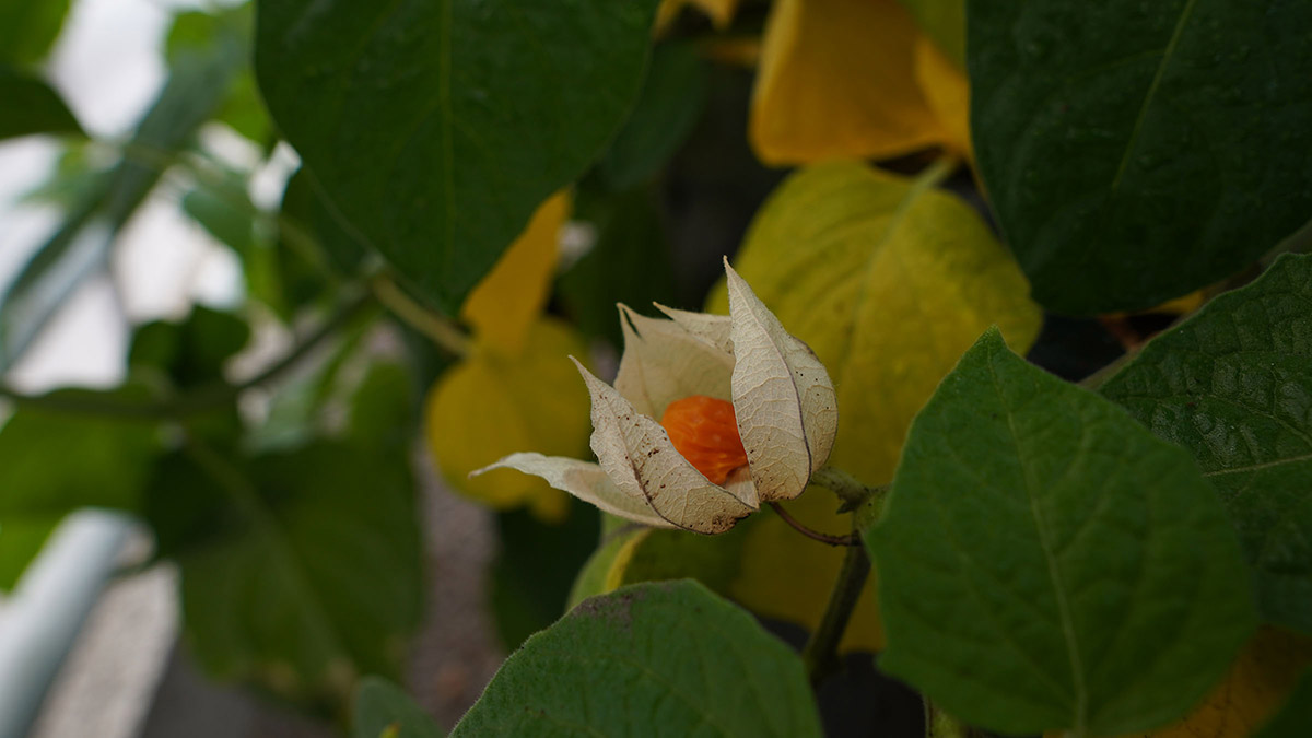 Altın çilekler meyve verdi