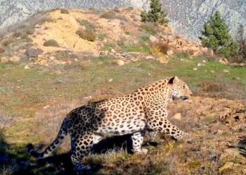 Anadolu Leoparı iki bölgede yeniden görüntülendi