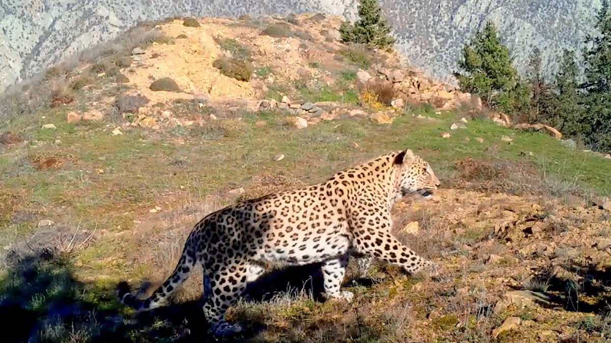 Anadolu Leoparı iki bölgede yeniden görüntülendi