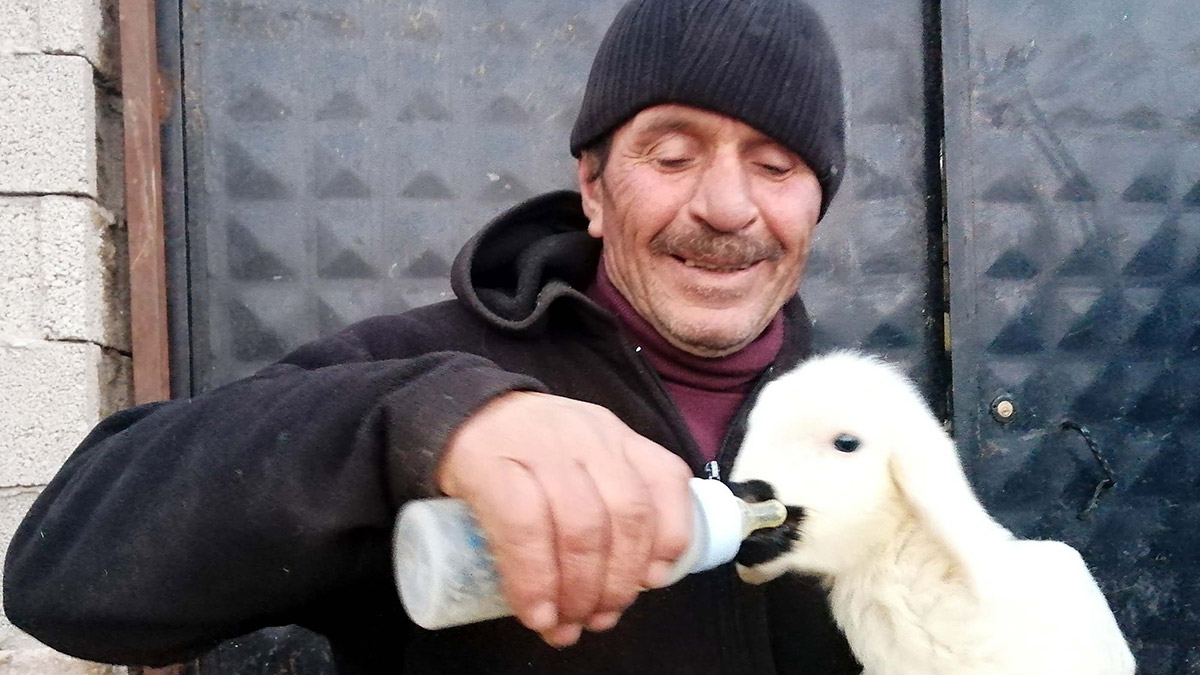 Annesinin kabul etmediği kuzuyu biberonla besliyor