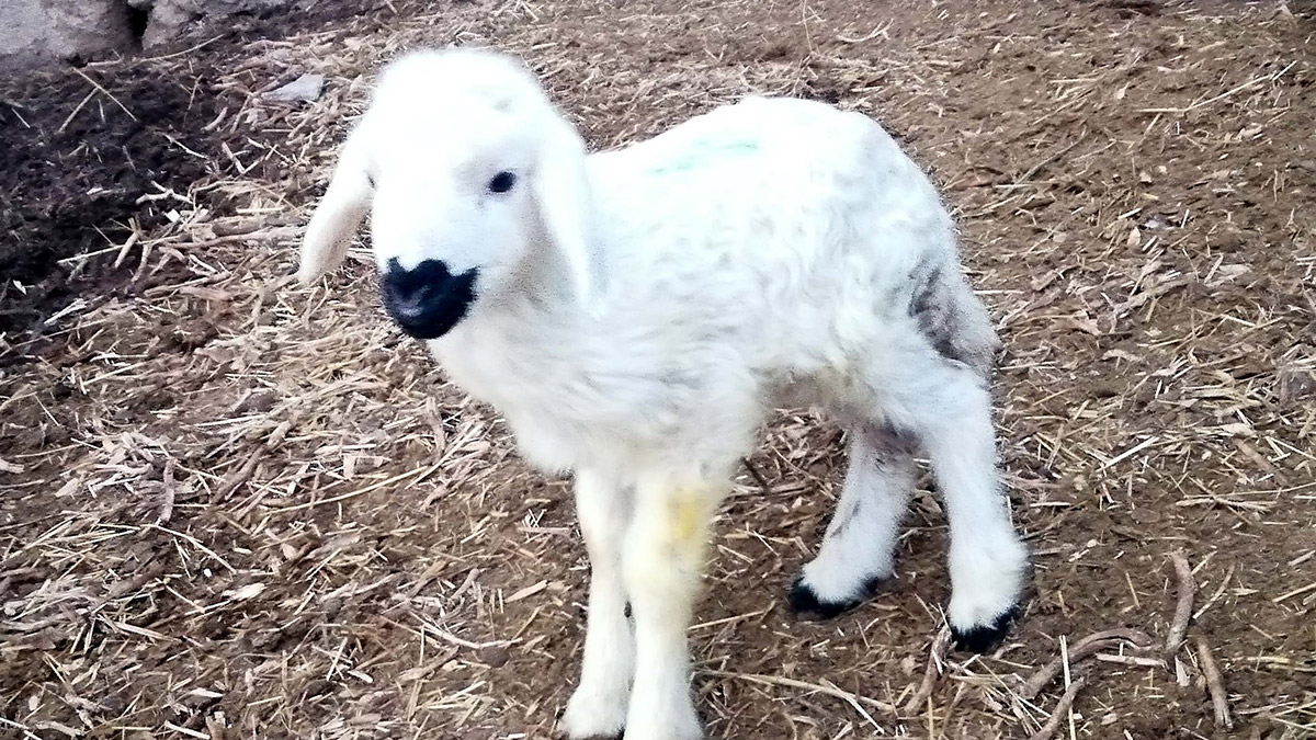 Annesinin kabul etmediği kuzuyu biberonla besliyor