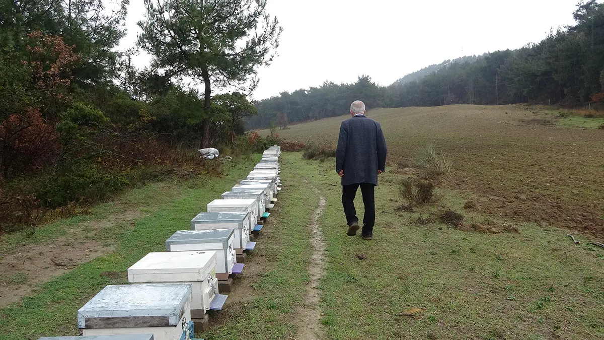 Arı kolonilerinde kayıp yüzde 40'lara yaklaştı
