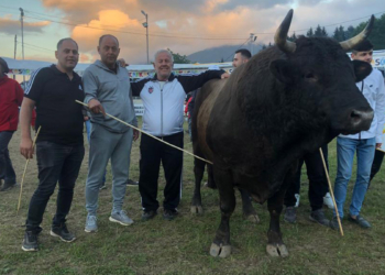Artvin'de şampiyon boğa 500 bin TL’ye satıldı