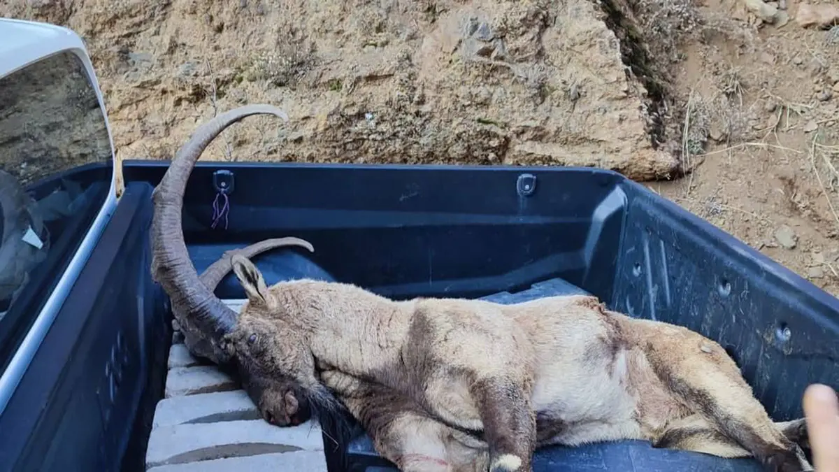 Avlanma cezası olan yaban keçisi öldürüldü