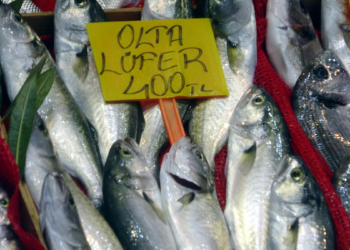 Çanakkale'de lüferin kilosu tezgahta 400 TL