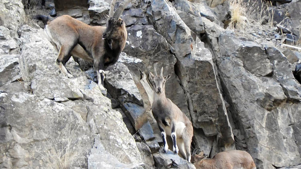 Çoruh Vadisi'ndeki yaban keçileri görüntülendi