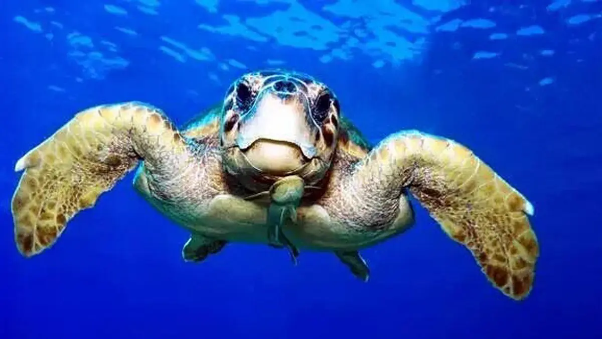 Denize atılan poşet kaplumbağalara sıkılan kurşundur