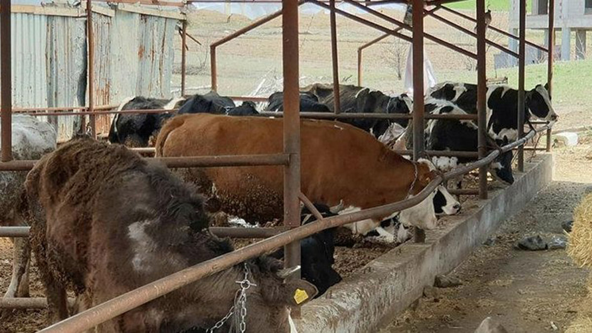 Denizli Acıpayam'da 26 mahalleye şap karantinası