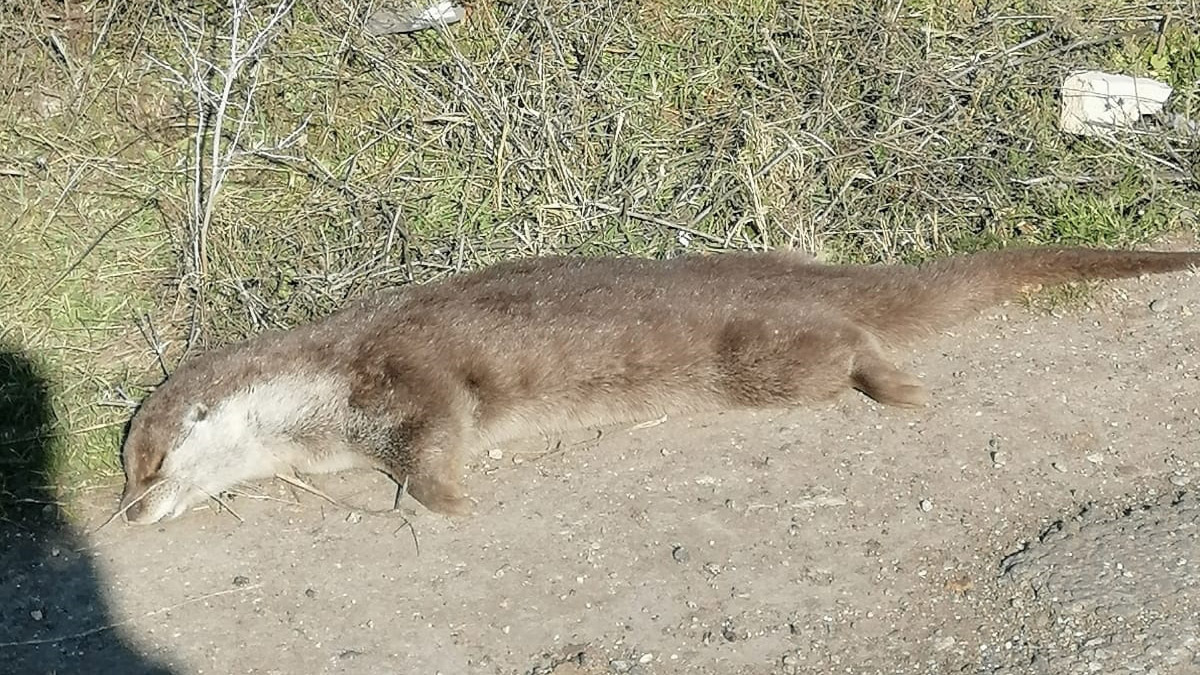Dicle Nehri yakınlarında ölü su samuru bulundu