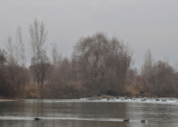 Dicle Nehri'nde 3 balık türü tehlikede