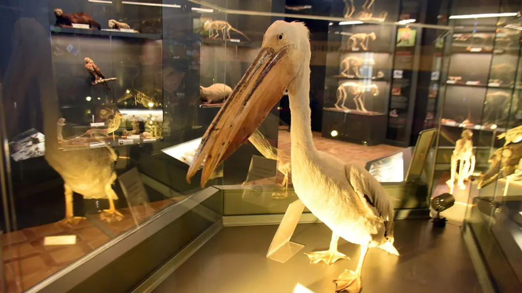 Doğa Tarihi Müzesi'nde 734 hayvan sergileniyor