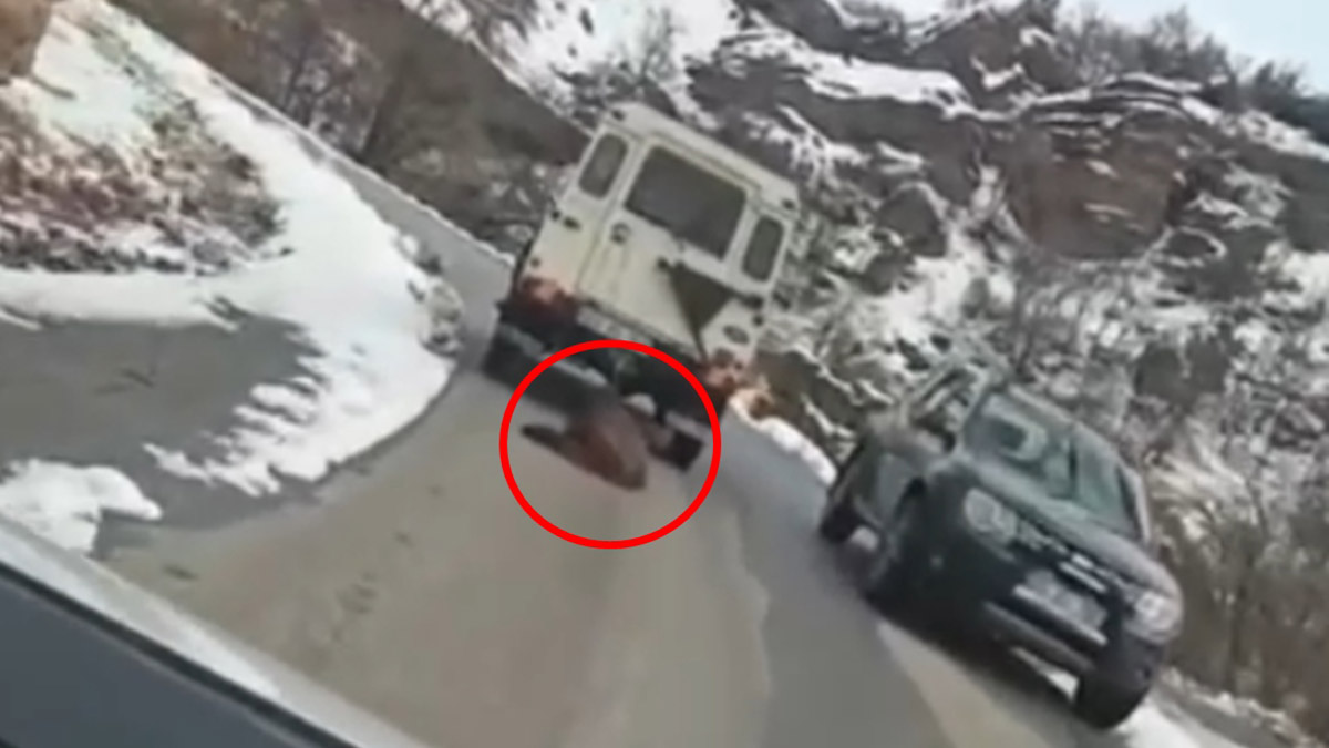 Domuzun cip arkasında sürüklenmesine soruşturma