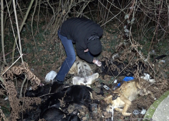 Düzce'de köpek ölümlerine inceleme