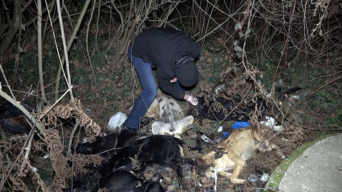 Düzce'de köpek ölümlerine inceleme