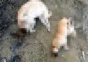 Elazığ’da 5 köpek ölü bulundu; soruşturma başlatıldı