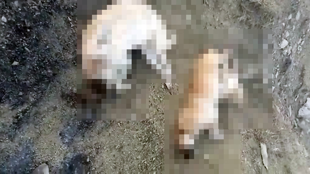 Elazığ’da 5 köpek ölü bulundu; soruşturma başlatıldı