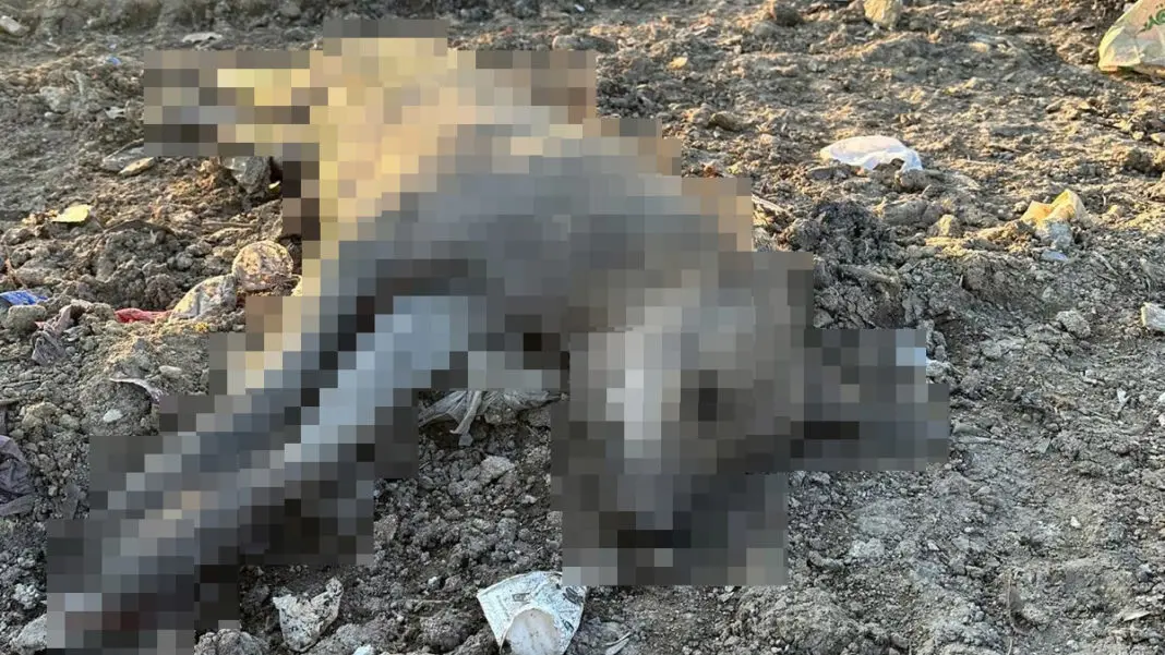Ergani'deki köpek ölümlerine inceleme 