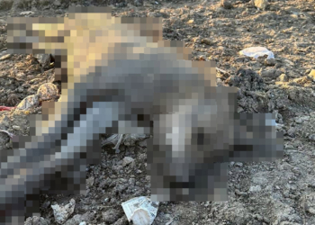 Ergani'deki köpek ölümlerine inceleme