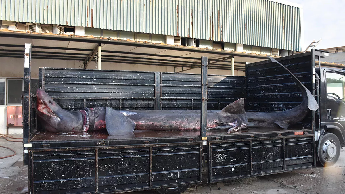 İzmir'de yakalanan köpek balığı mumyalanacak