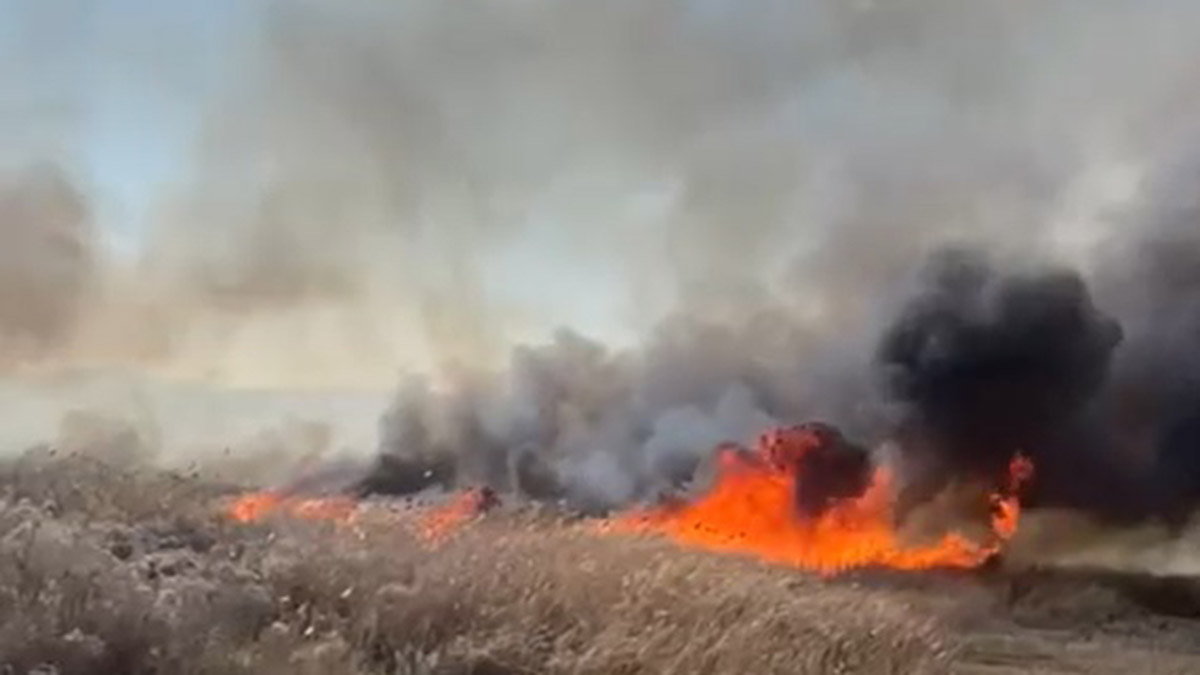 İznik Gölü kıyısında sazlık yangını