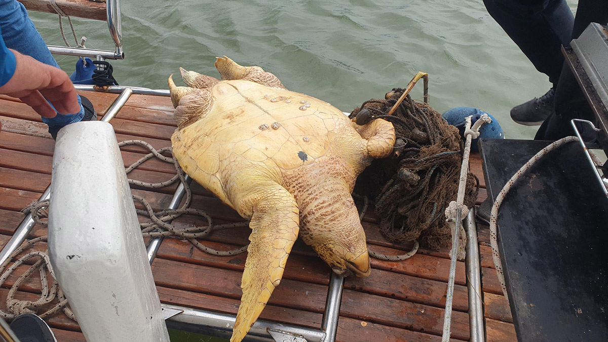 İztuzu açıklarında ölü caretta caretta bulundu
