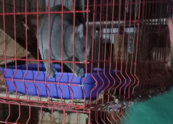 Kaçak evcil hayvan satışına 22 bin lira ceza