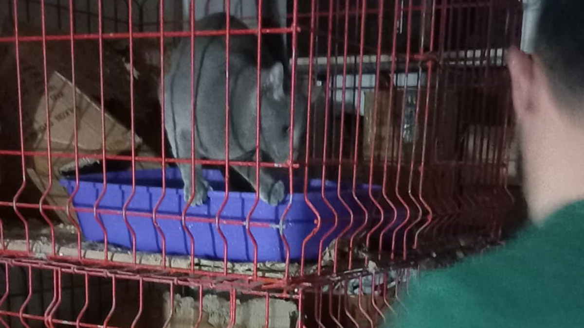 Kaçak evcil hayvan satışına 22 bin lira ceza