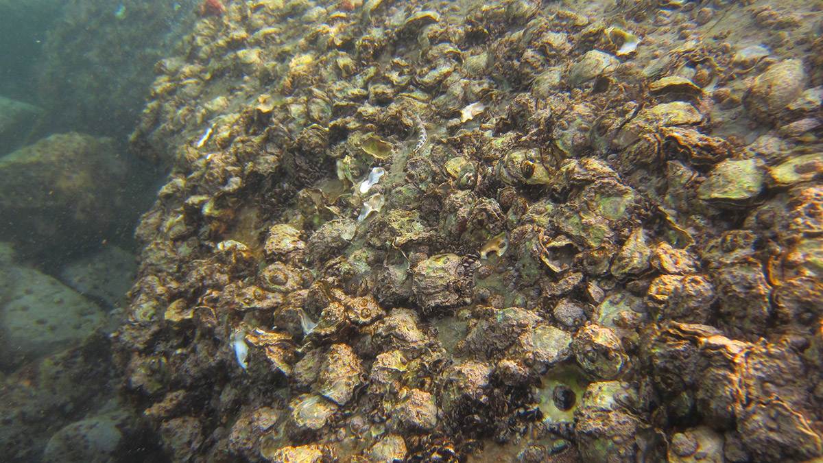 Karadeniz'de 'pasifik istiridyesi' istilası