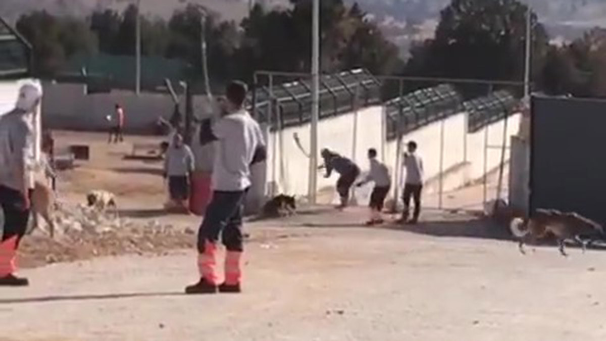 Köpeğin kürekle öldürülmesinde 2 kişiye hapis