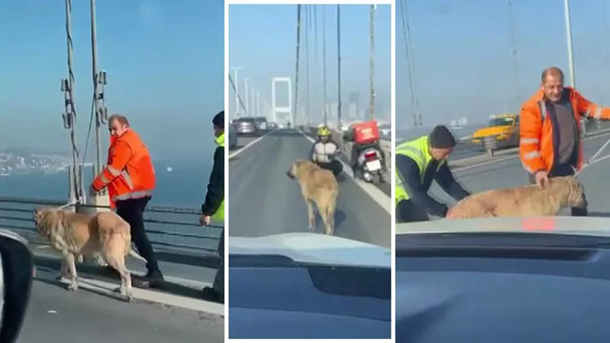 Köprüde köpeğe yardım edenler konuştu