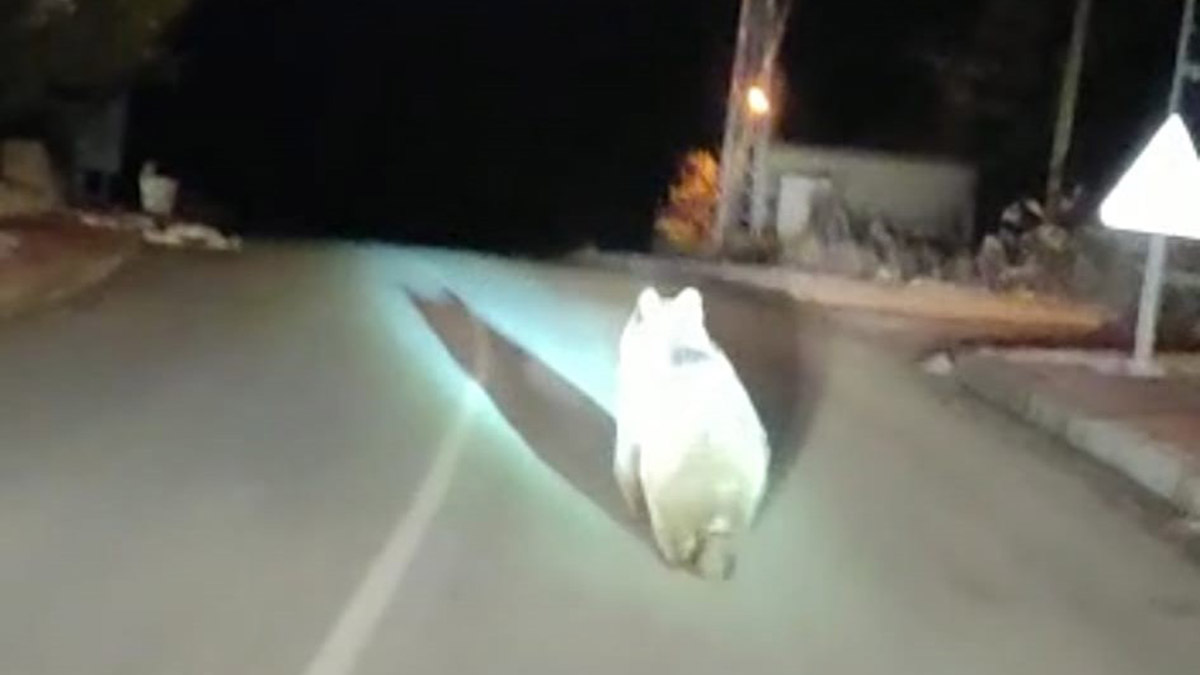 Köye inen bozayı kamerada