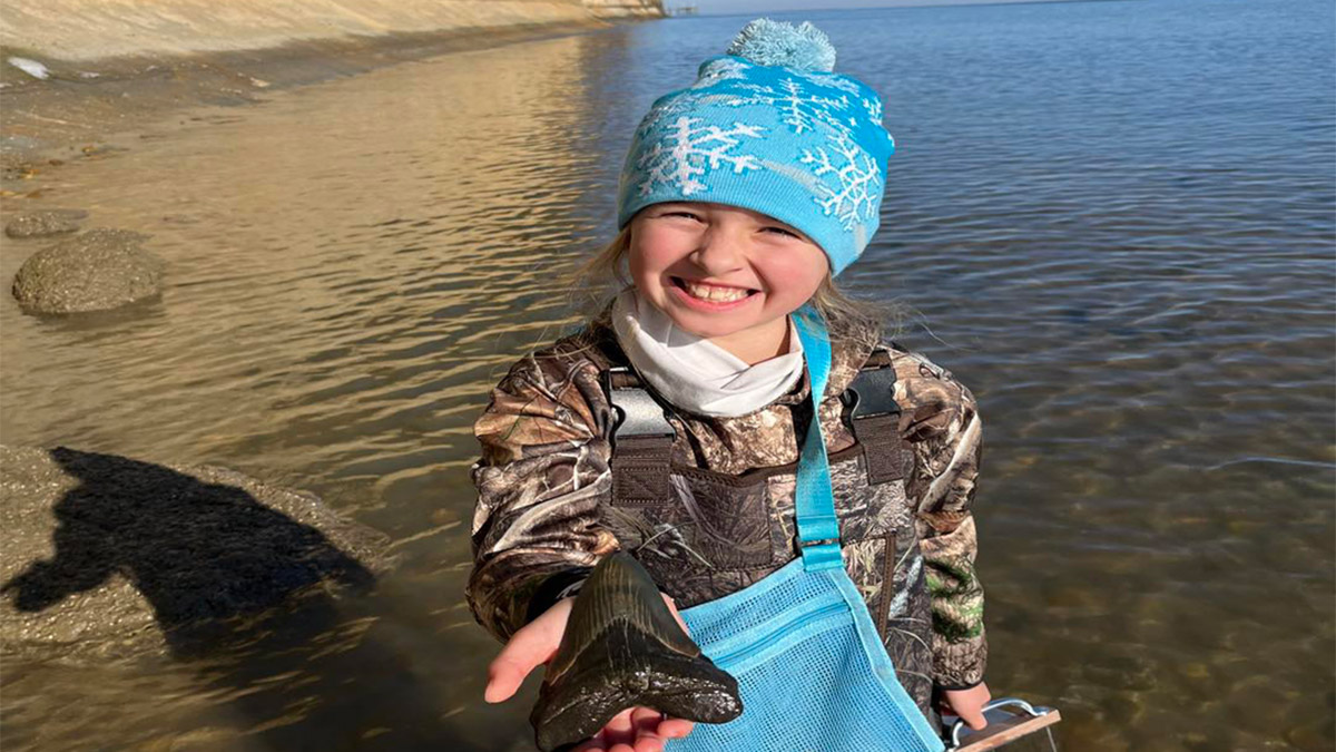 Küçük kız, Megalodon köpekbalığının dişini buldu