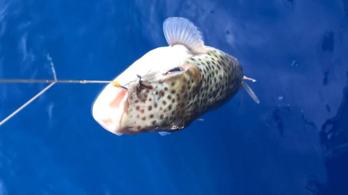 Marmara Denizi'nde yabancı tür tehlikesi