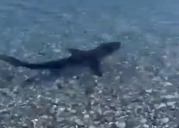 Muğla kıyılarında köpek balığı görüldü