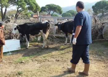 Ölen inek kuduz çıktı, ilçe karantinaya alındı