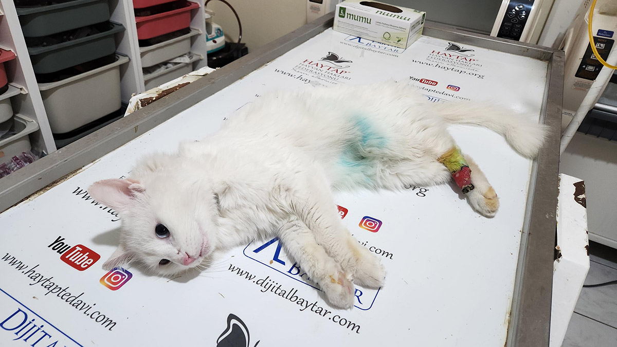 Patisi kesik bulunan kediyle ilgili 'büyü' şüphesi