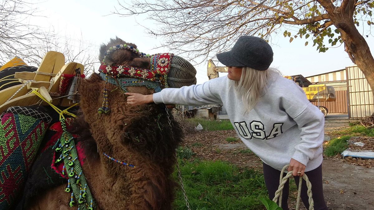 Sahibi ölen 'Çorbacı' adlı deve yeniden arenada