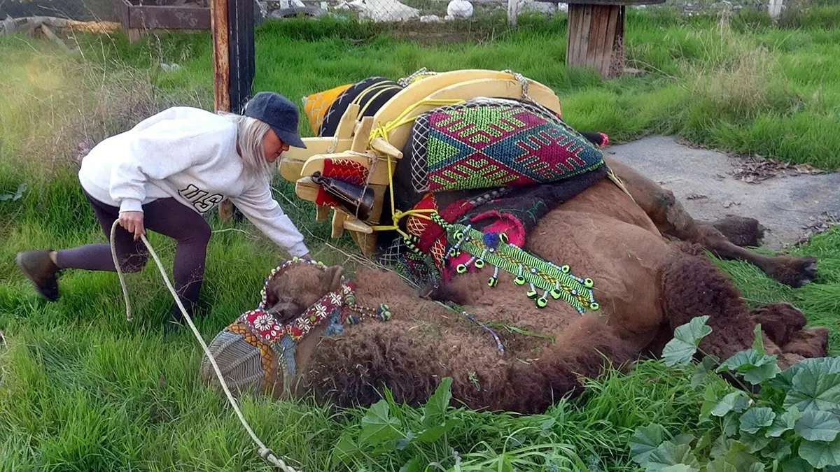 Sahibi ölen 'çorbacı' adlı deve yeniden arenada