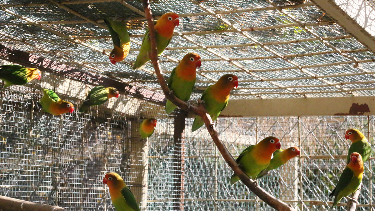 Satışı yasak 26 papağan ile 6 sakaya el koyuldu