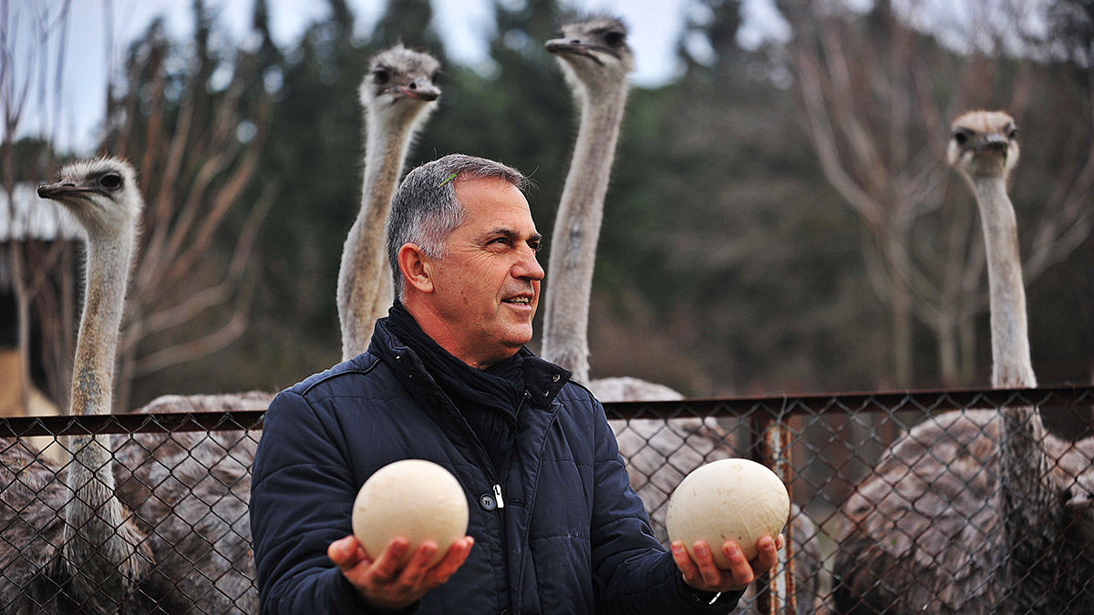 Sıcaklığa aldanan deve kuşları yumurtlamaya başladı