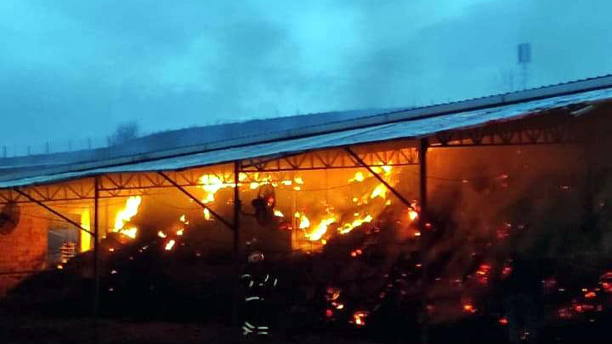 Tekirdağ'da çiftlik yangını; 6 hayvan öldü