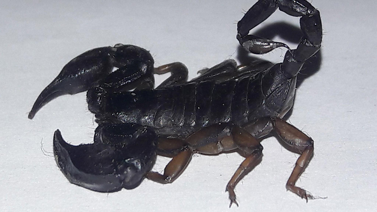Türkiye'de yasak olan 'kara akrep' satışta