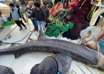 Urla'da 10 metrelik 'camgöz' yakalandı