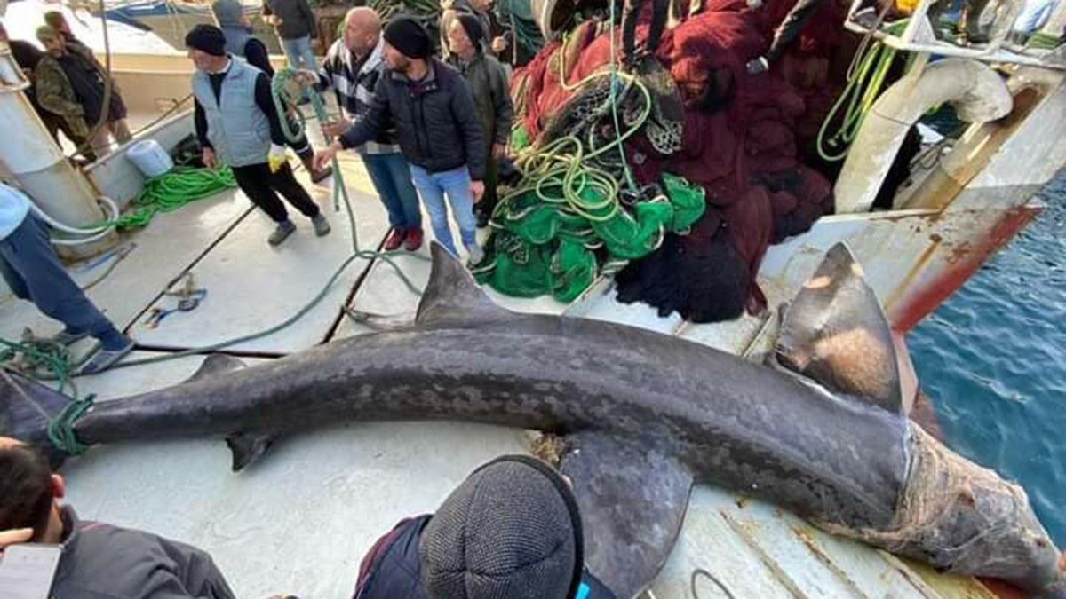 Urla'da 10 metrelik 'camgöz' yakalandı