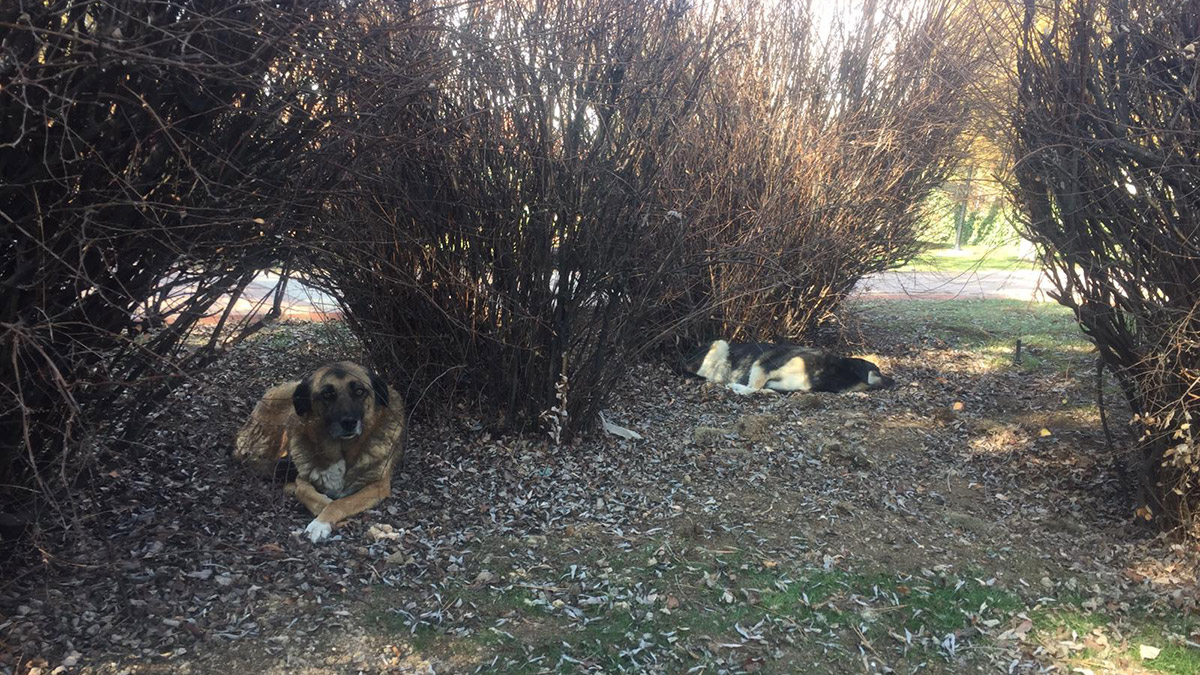 Sokak köpeklerinin kulübelerinin kaldırılmasına tepki