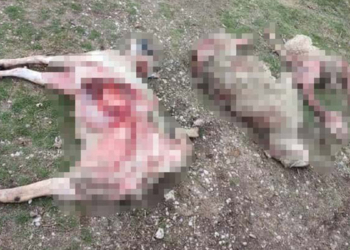 Sokak köpeklerinin 9 koyununu yediğini iddia etti