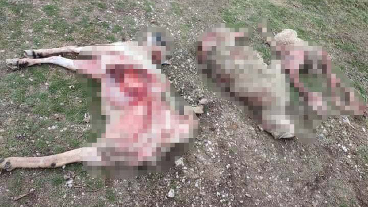 Sokak köpeklerinin 9 koyununu yediğini iddia etti